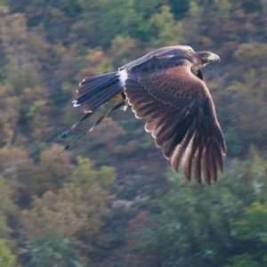 Idea regalo Esperienza di falconeria – Norcia