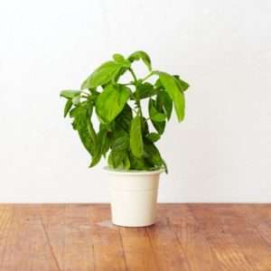 Idea regalo Ricariche Basilico (set di 3) per Click&Grow – giardino smart