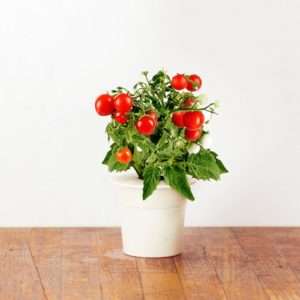 Idea regalo Ricariche Pomodorini (set di 3) per Click&Grow – giardino smart
