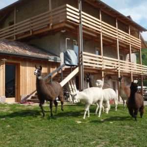 Idea regalo Due notti in agriturismo con lama e alpaca – Trentino
