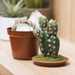 Idea regalo Cactus con nascondiglio segreto